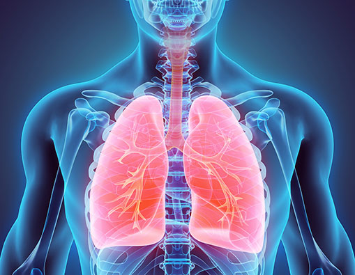 Picture of lungs